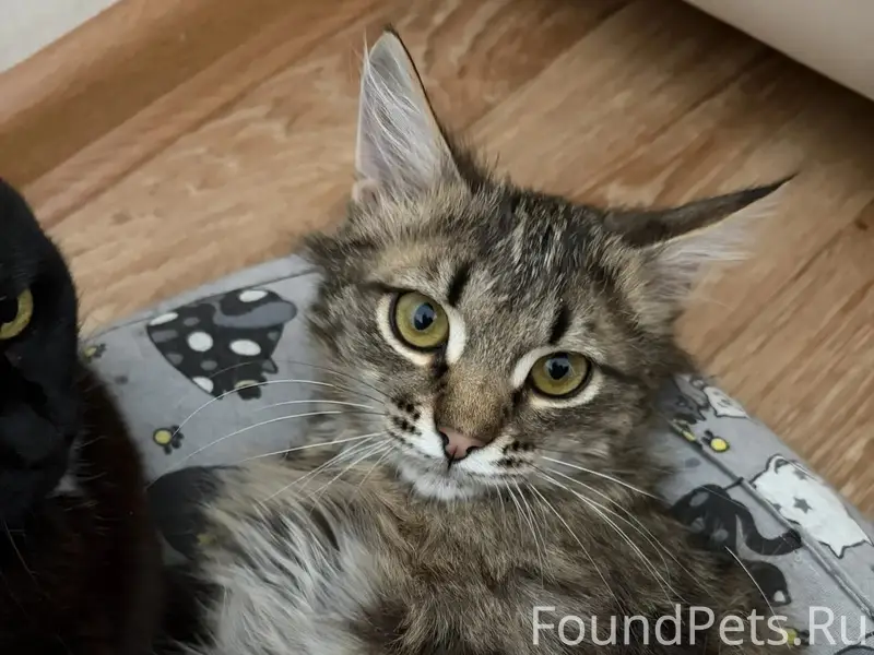 Найден котёнок, мальчик, Мари-Турек