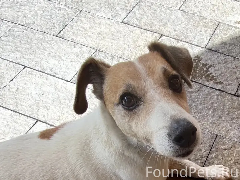 Пропал Джек Рассел Терьер, центр города