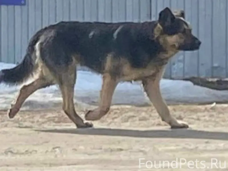 Найден пёс, посёлок Старый Просвет