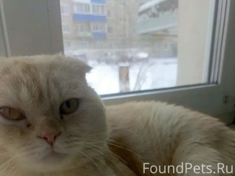 Пропал кот, Мамонтова 19