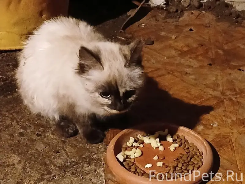 Найден котёнок, с. Барда