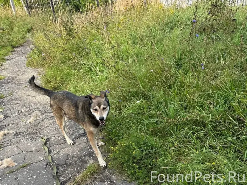 Пропал пёс Волк, район Меланжевого комбината