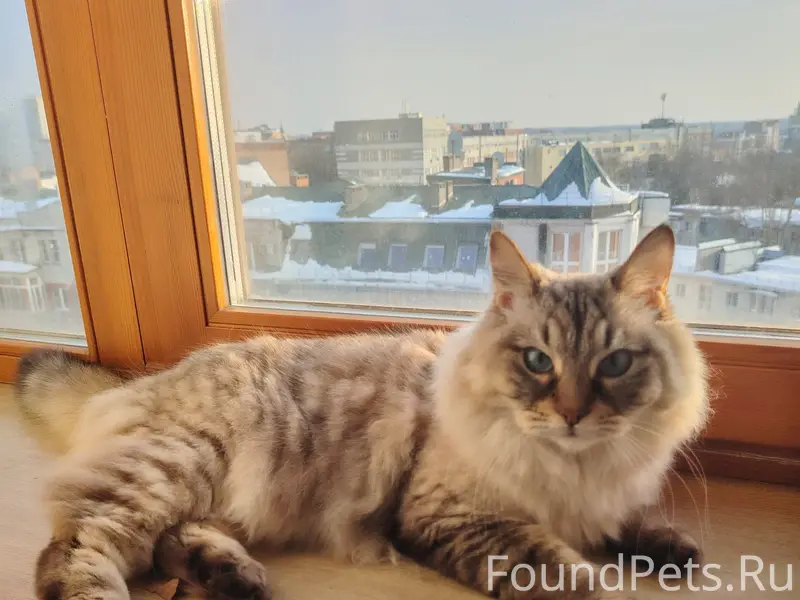 Пропал кот, Калуга, район 3 больницы