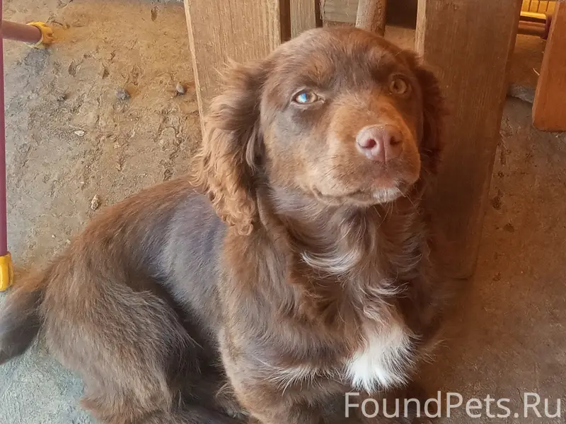 Пропала собака Буся, село Коноково