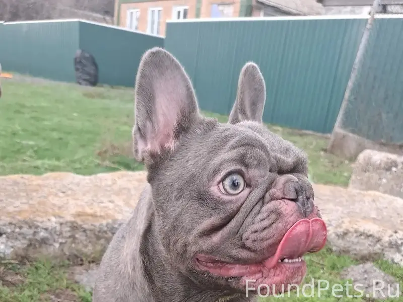 Найден мальчик-собака, ул. Ново-Северная