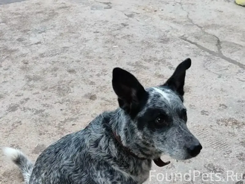 Найден пёс, ждет хозяина, Евпатория