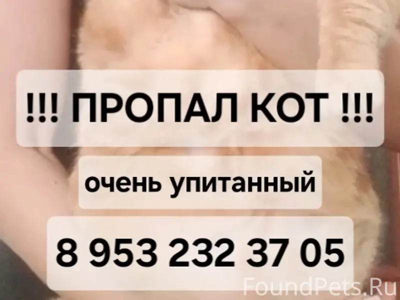 Пропал кот Мунька, Розы Люксембург 19