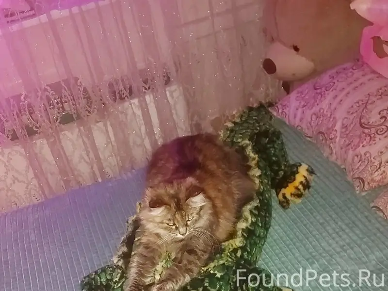 Пропала кошка Соня, Автозавод