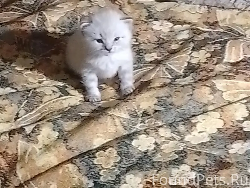 Пропал котёнок Лёва, п. Юбилейное