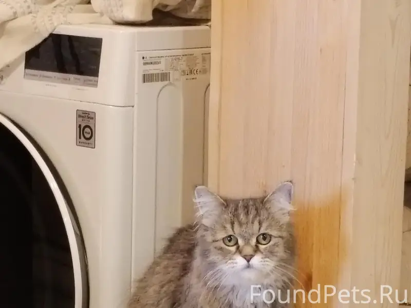 Найдена кошка, поле рядом с Изборской улицей