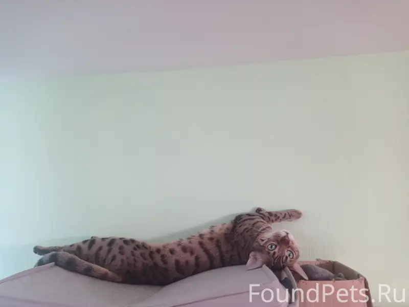 Пропала кошка, бенгал