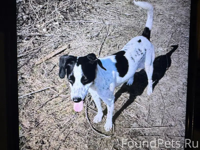 Пропала собака, Демократическая 30а