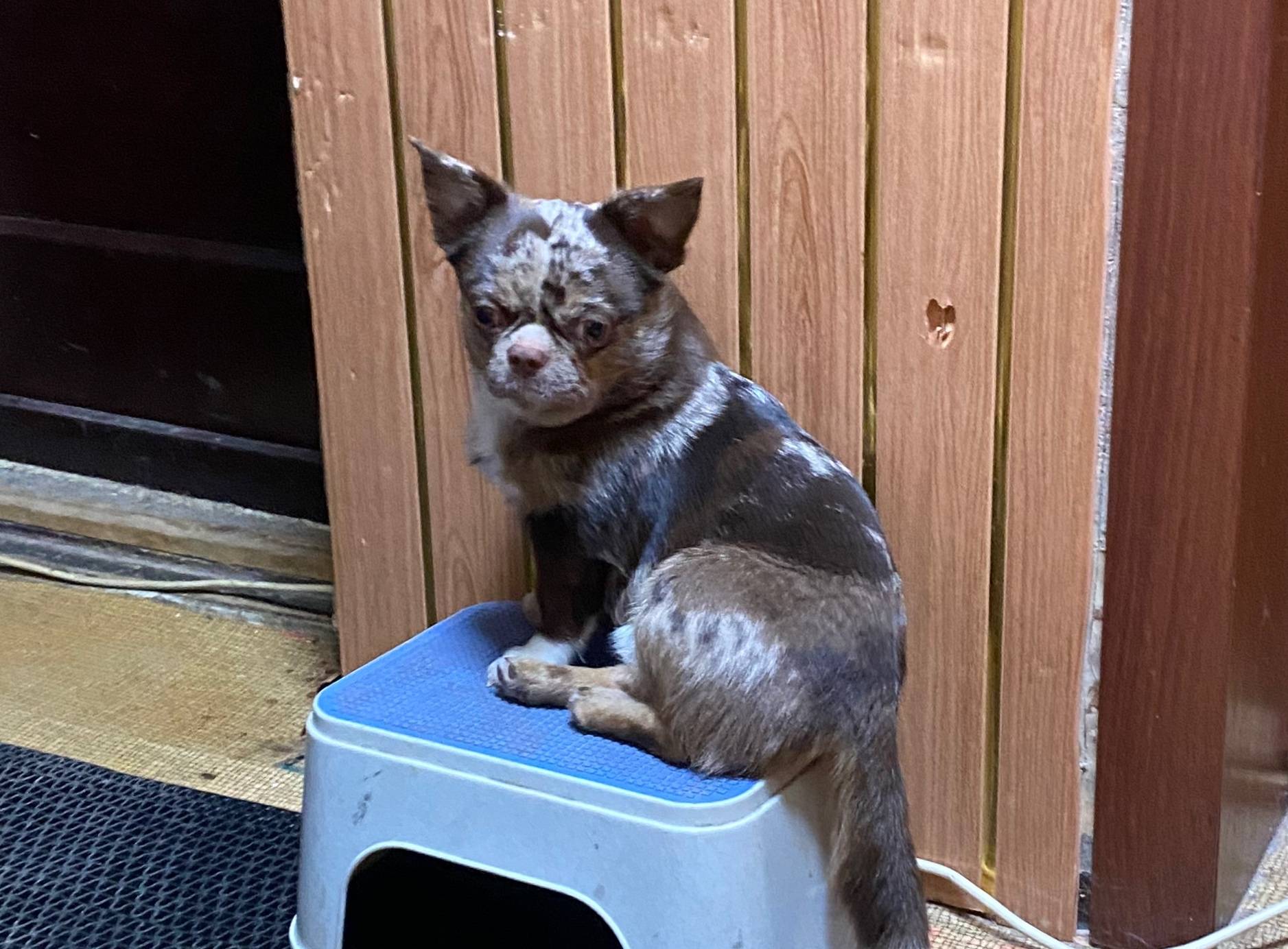 Пропала чихуахуа Чупа, промзона