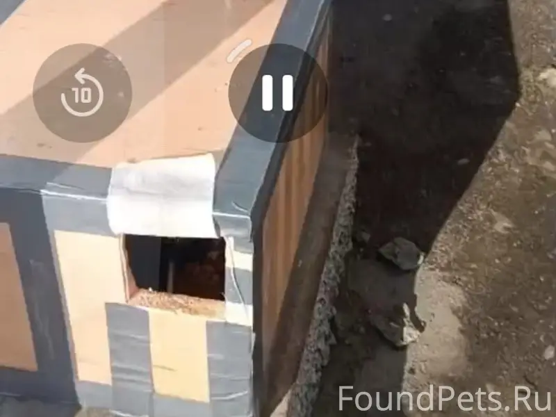 Пропала кошка, Энгельса 35