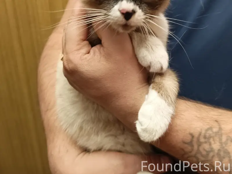 Найден котёнок, Соломенное