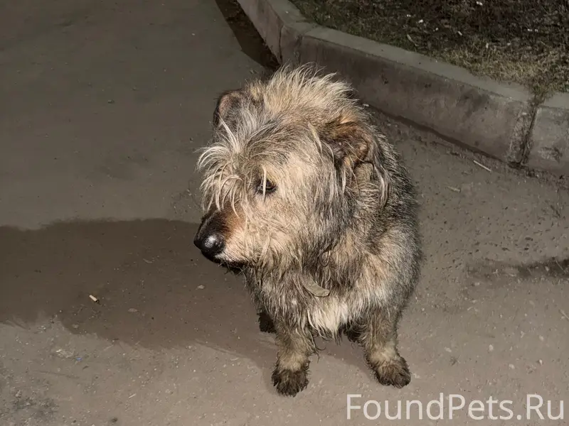 Пропал пёс с ошейником, улица Диановых
