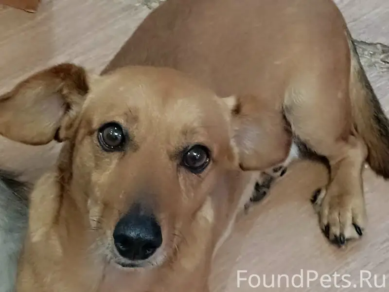 Пропала смесь таксы, без местоположения