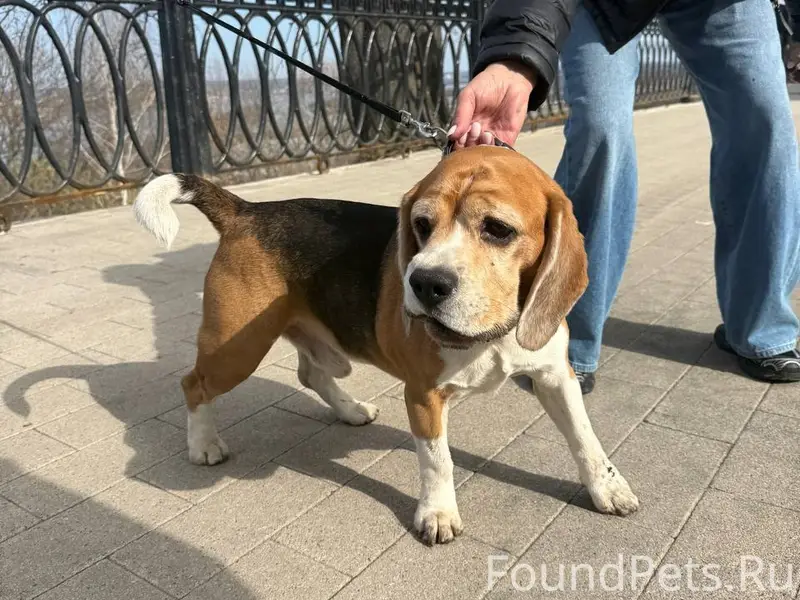 Найден бигль, Сенная площадь