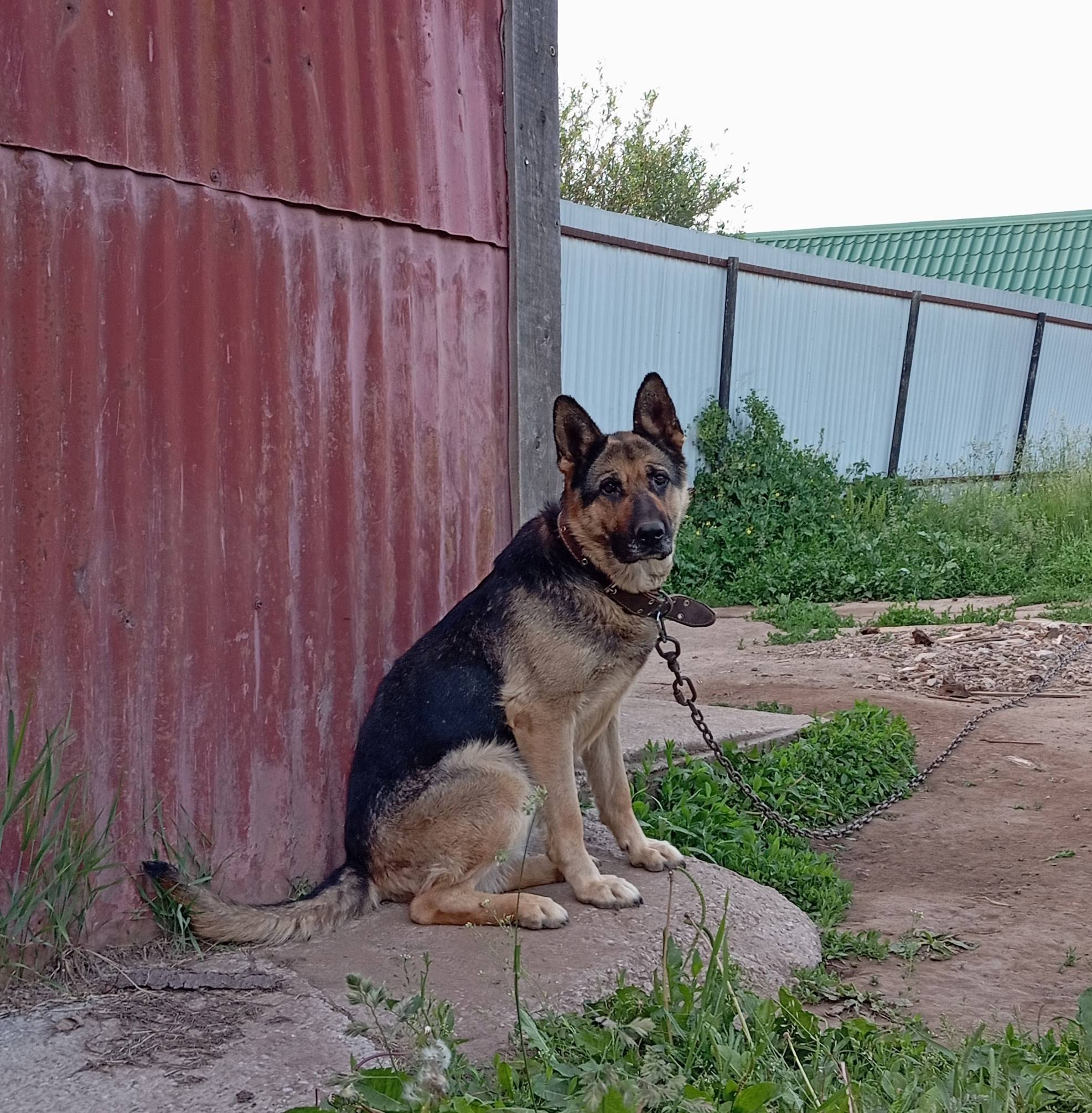 Пропала немецкая овчарка Дина