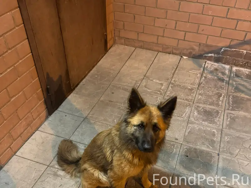 Найден пес, 3-заречный микрорайон