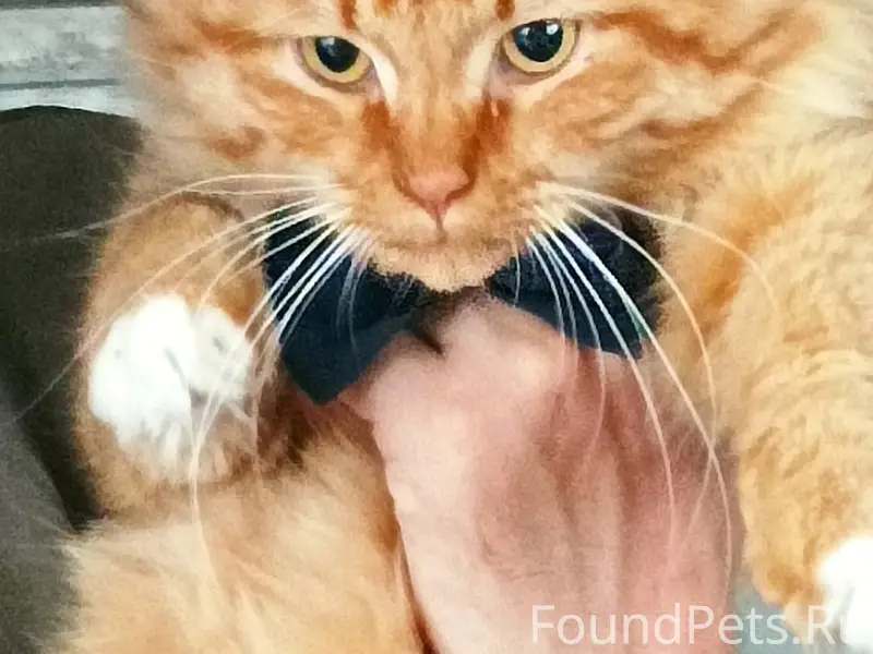 Пропал кот Степан, массив Березовка