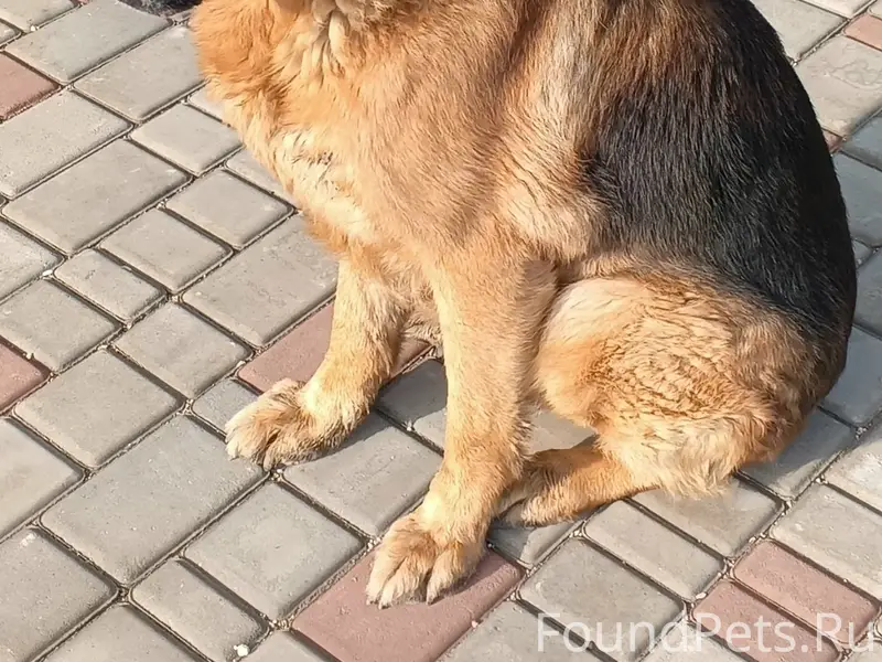 Найден кобель немецкая овчарка, Севастополь