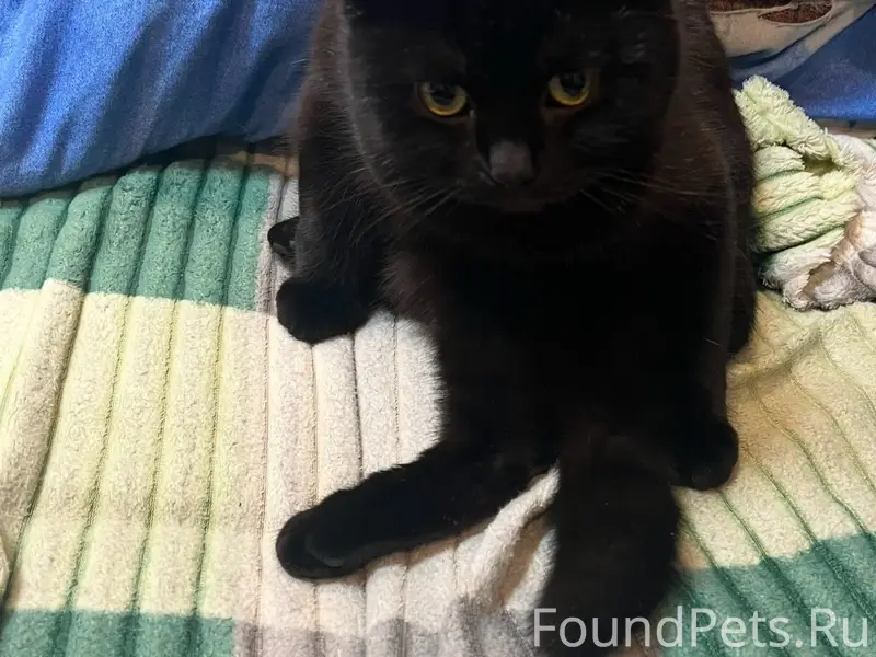 Пропала кошка Василиса-Вася, пос. Переулок 2