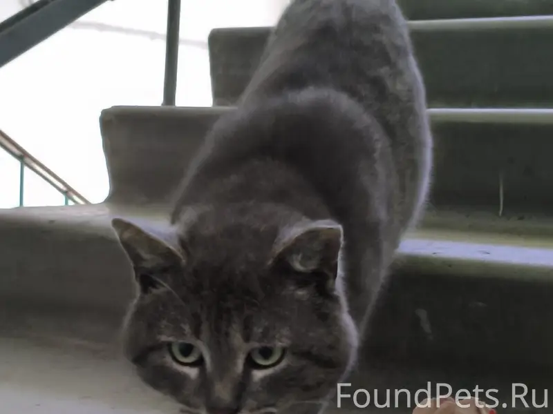 Найдена кошка, серый окрас, Шуист