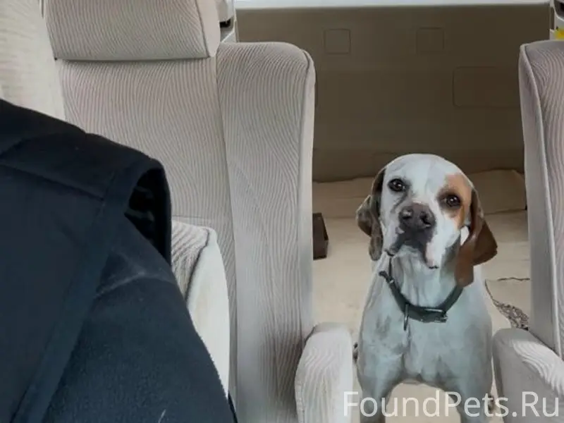 Пропала собака поинтер, район Гудаута