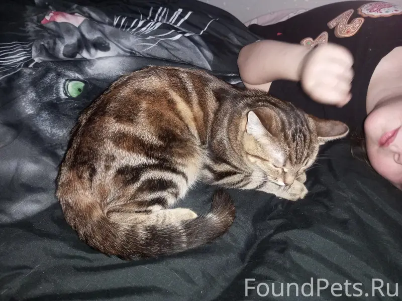 Пропала кошка,