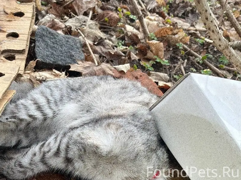 Найдена кошка, городской парк