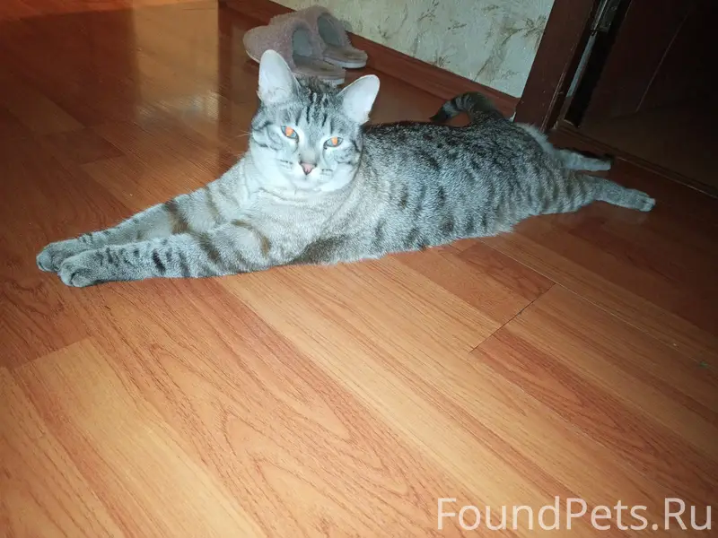 Пропал кот Барсик, Октябрьский проспект