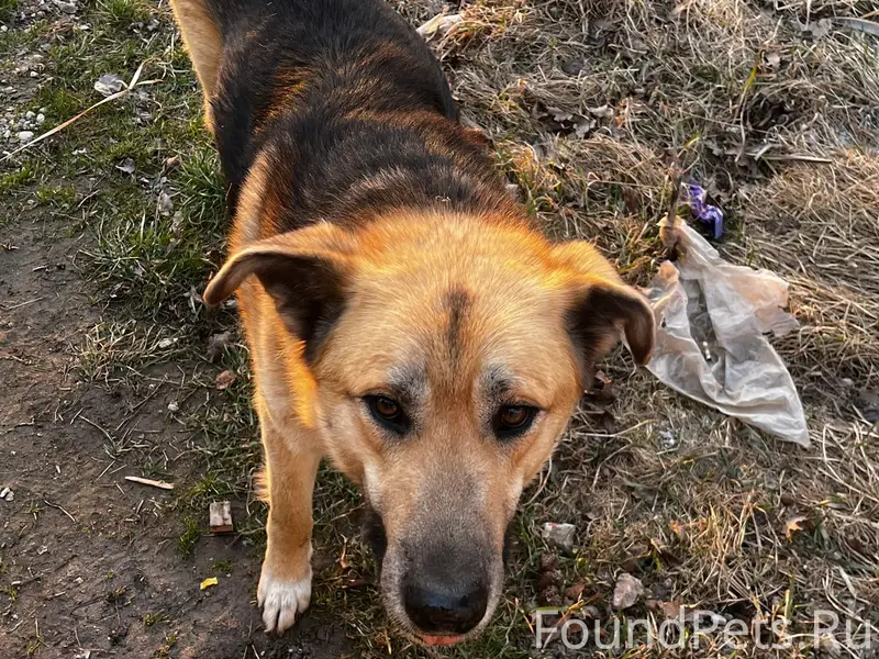 Найден бездомный пёс, п. Поречье