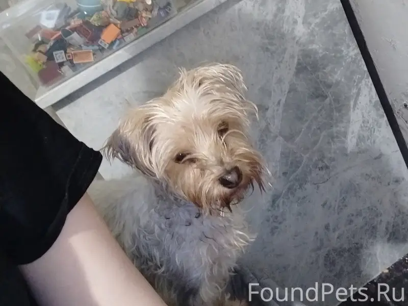 Найден тип собака, кирзавод возле пиво-воды