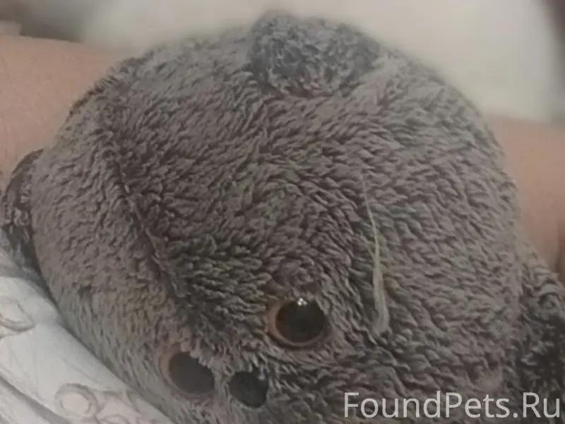 Пропал кот Барсик, улица Мервинская