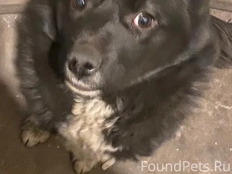 Пропала Лайка Гайка, Шахта Воркутинская