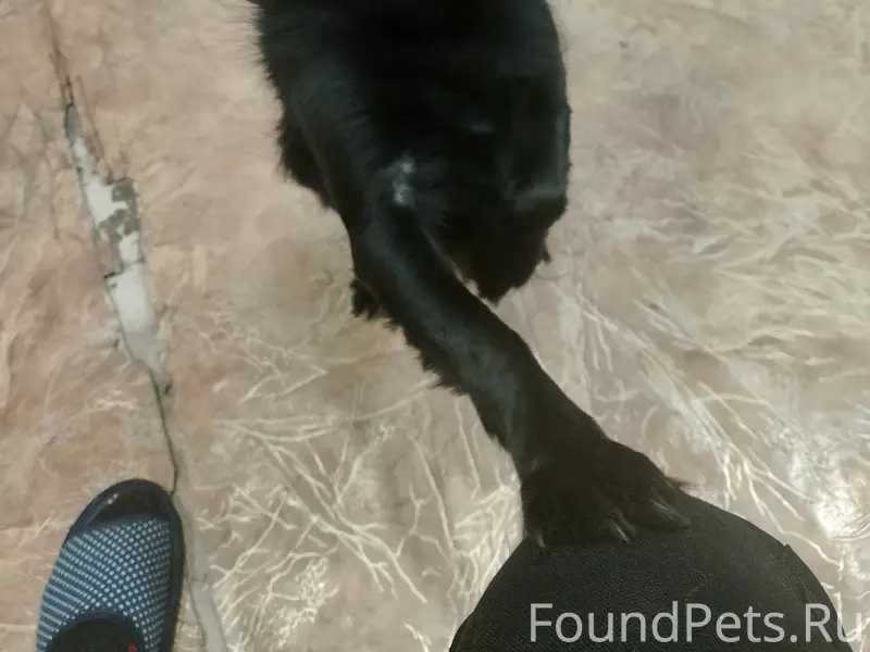 Пропал мальчик (собака) Мики, Тубанкуль