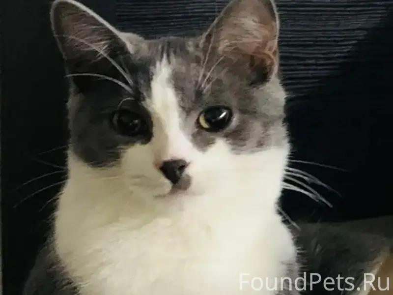 Пропал кот, ул. Лочехина 11