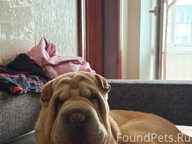 Пропала собака, [место: психбольница, частный сектор]