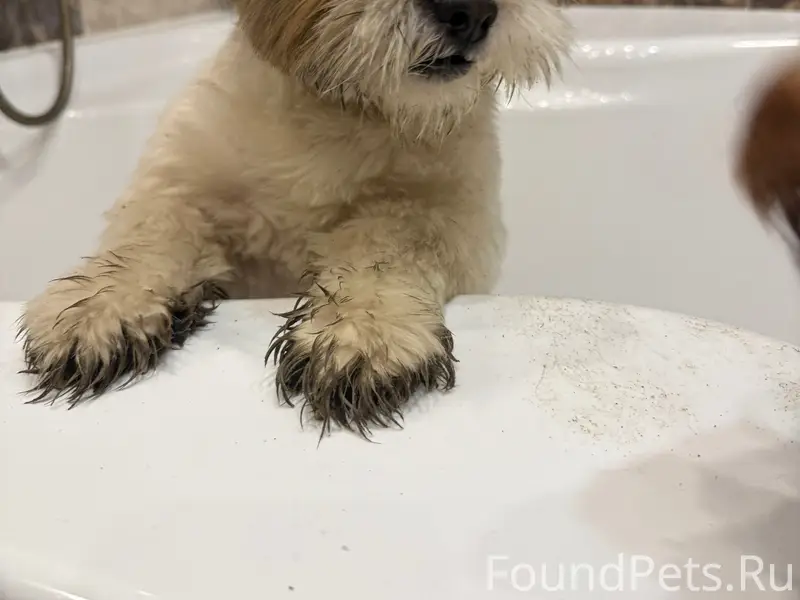 Найден Ши-тцу, Тракторная ул.