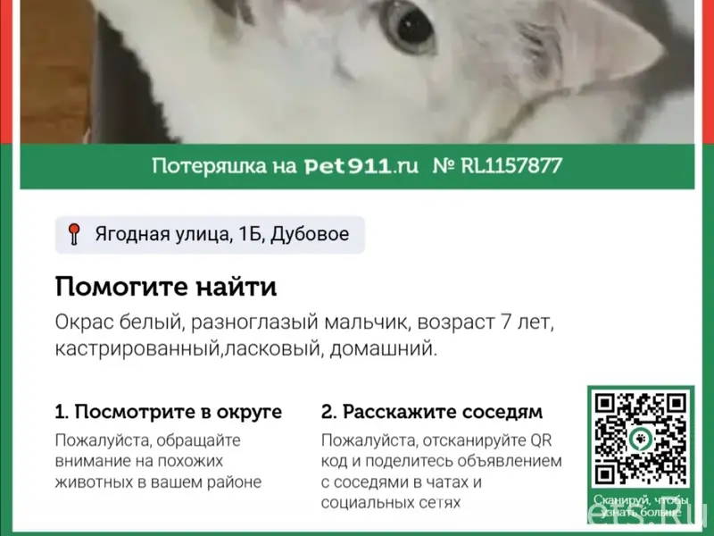 Пропал кот Демя, п. Дубовое