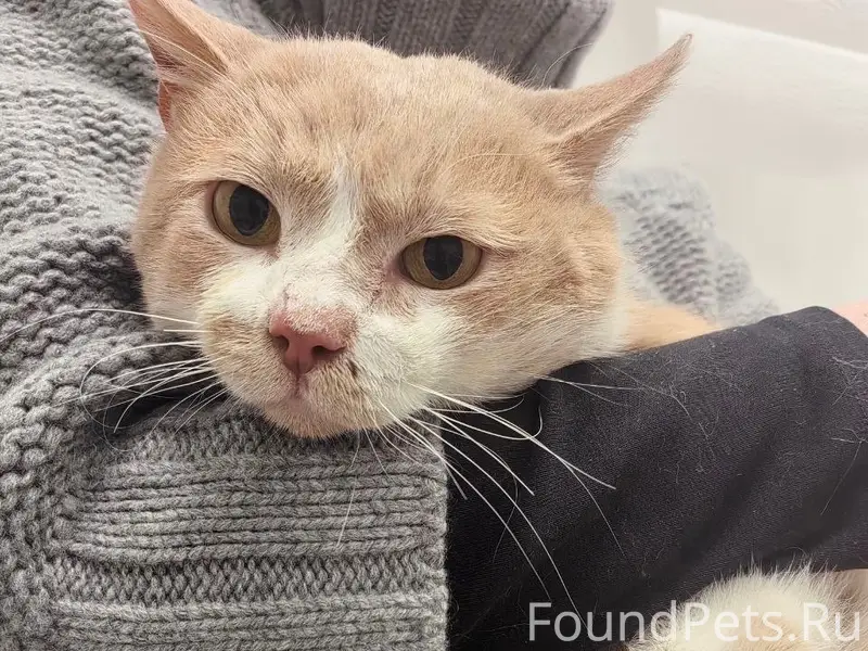 Найдена кошка, Санкт-Петербург и Ленинградская область