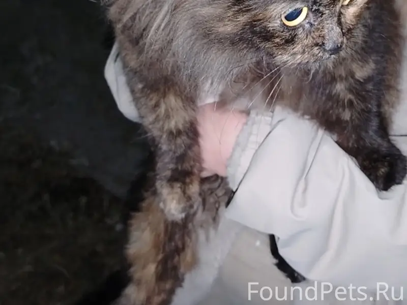 Найдена кошка, Советский район