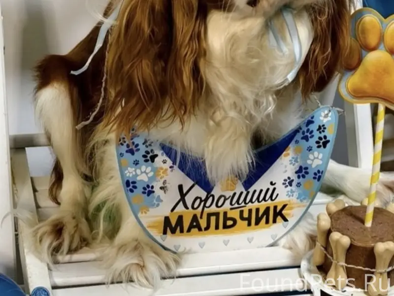 Пропал кавалер кинг чарльз спаниель Лео, Никитинское