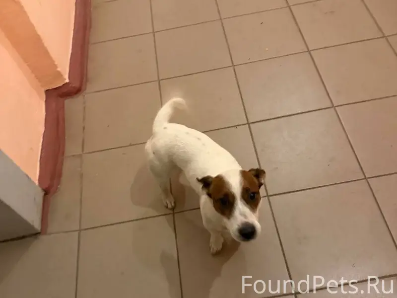 Найден белый пёс, Московский микрорайон, Брянск