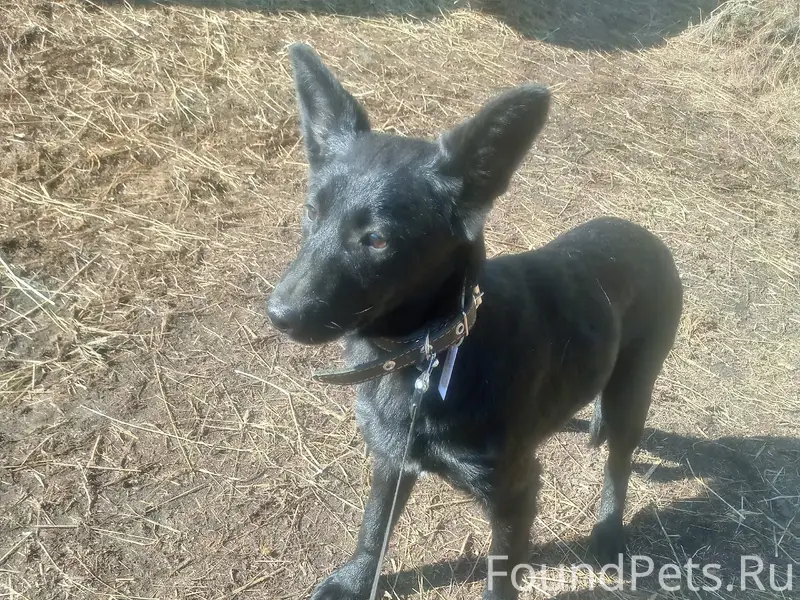 Найден щенок, парк Берендеевка