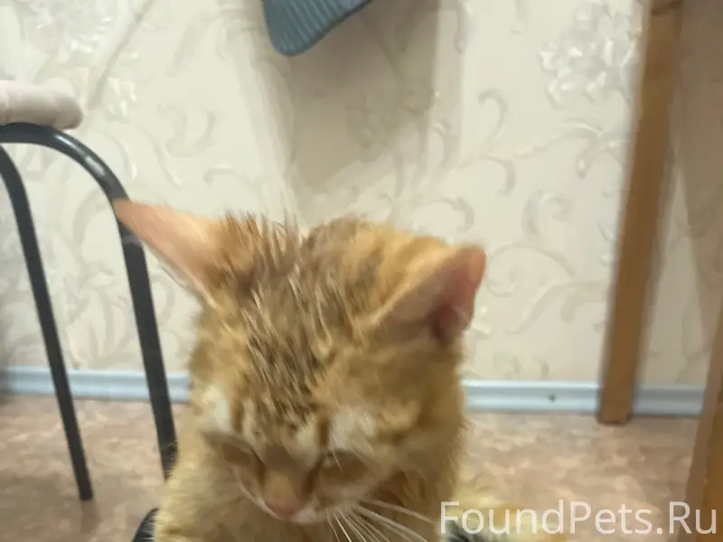 Пропал рыжий кот, СЗР