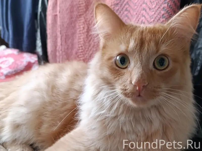 Пропал кот Симба, Ижевск, ул. Ворошилова