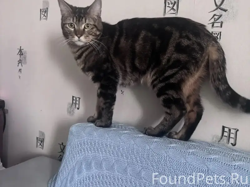 Пропал кот, Улица Чайковского