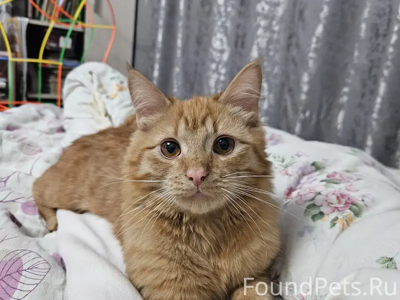 Пропал рыжий котёнок, Ржев